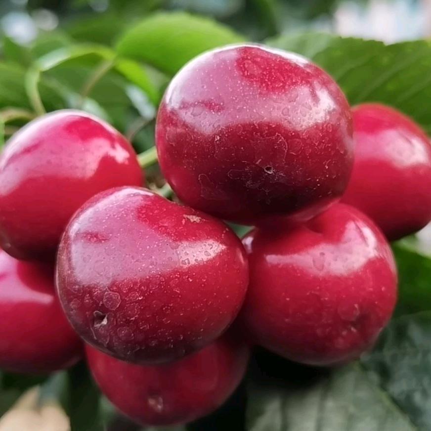 田喜源家庭农场温室大棚樱桃