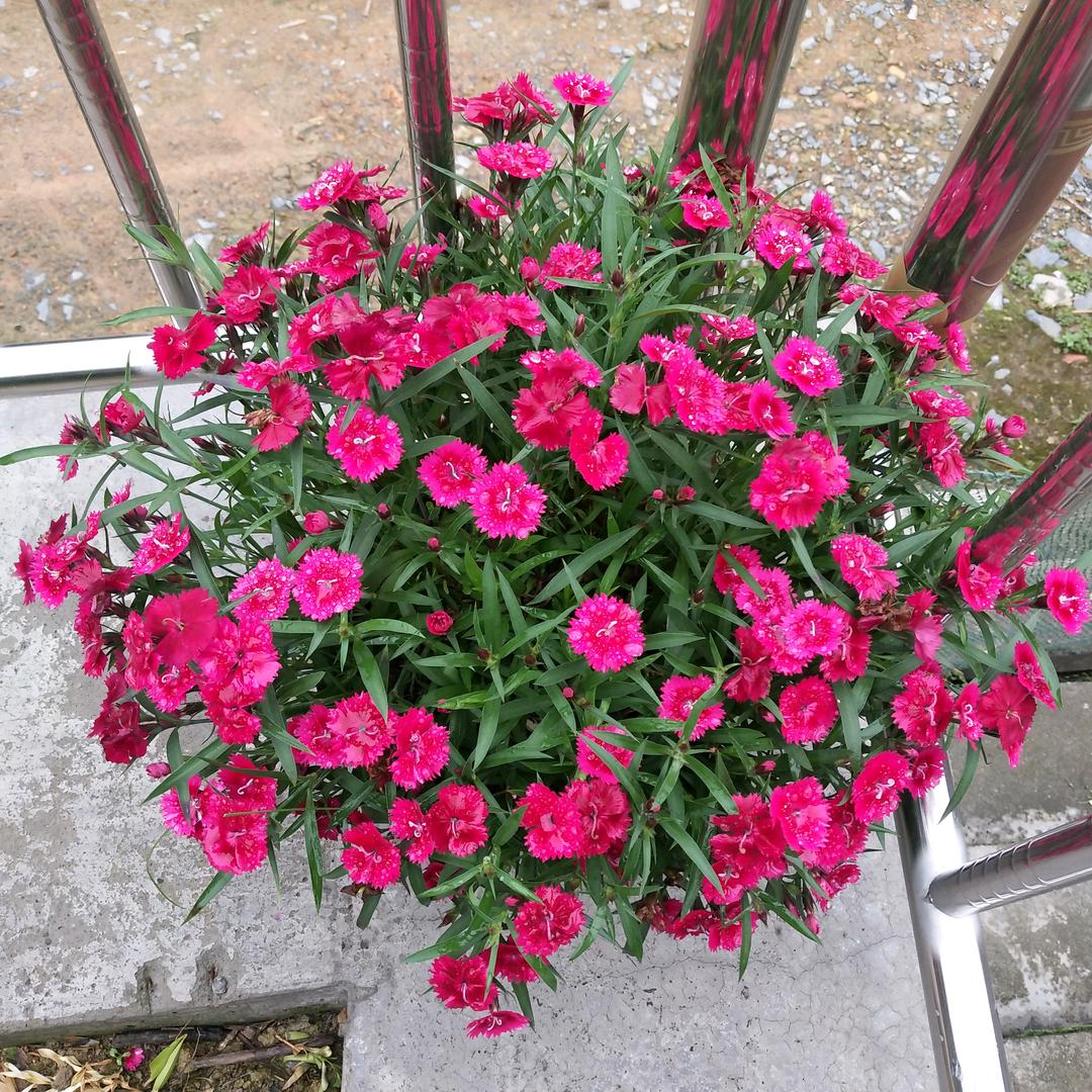 花开富贵 木叶溪