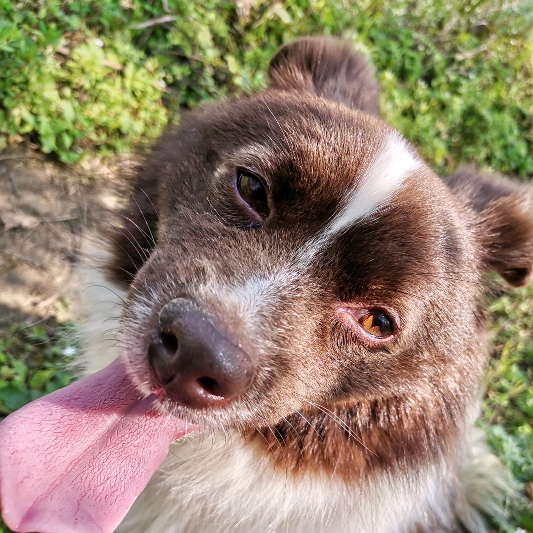 爱吃肉肉的福多多