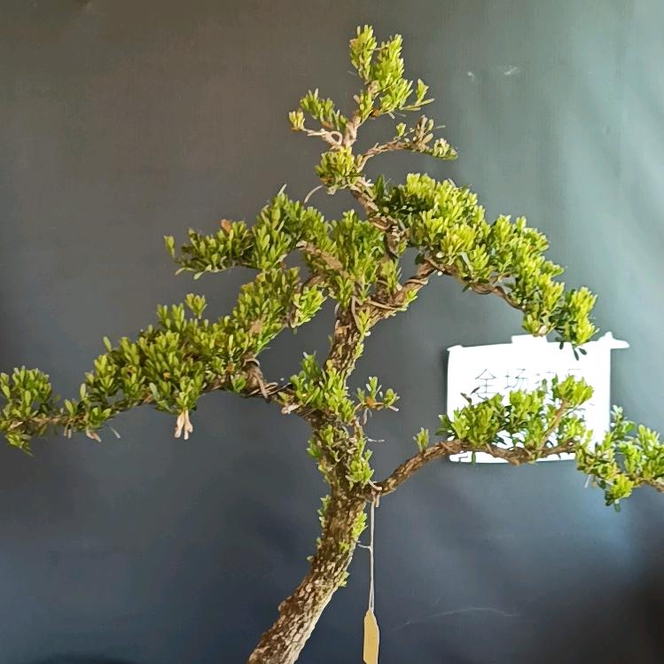 实用盆景园艺工具