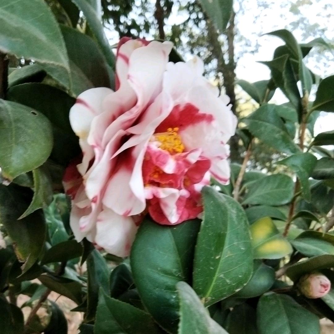 花莲