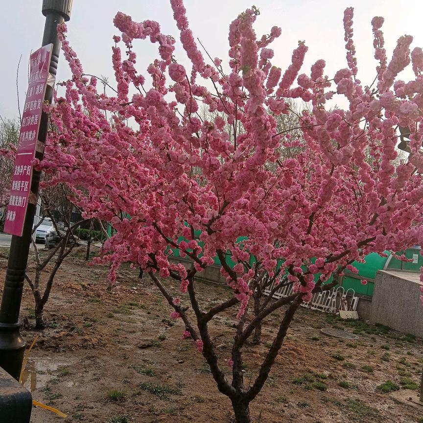 船到桥头自然直