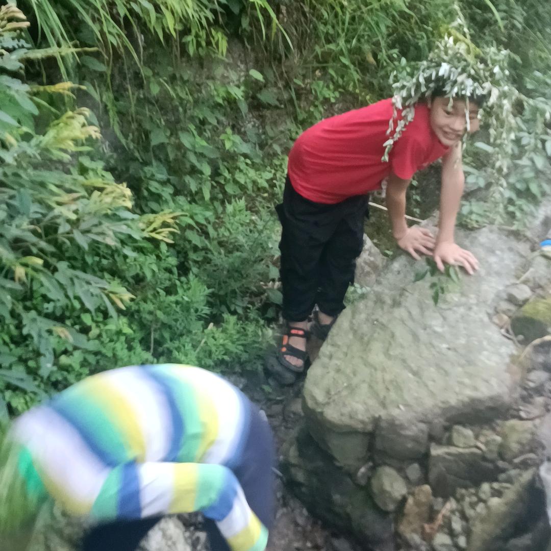 天龙野生甜茶加工厂（99588建松）