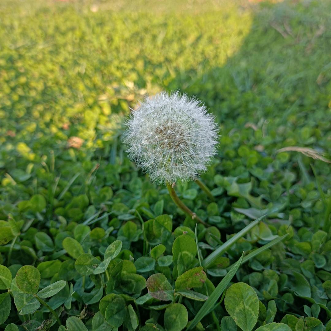 爱吃绿豆糕的胖子
