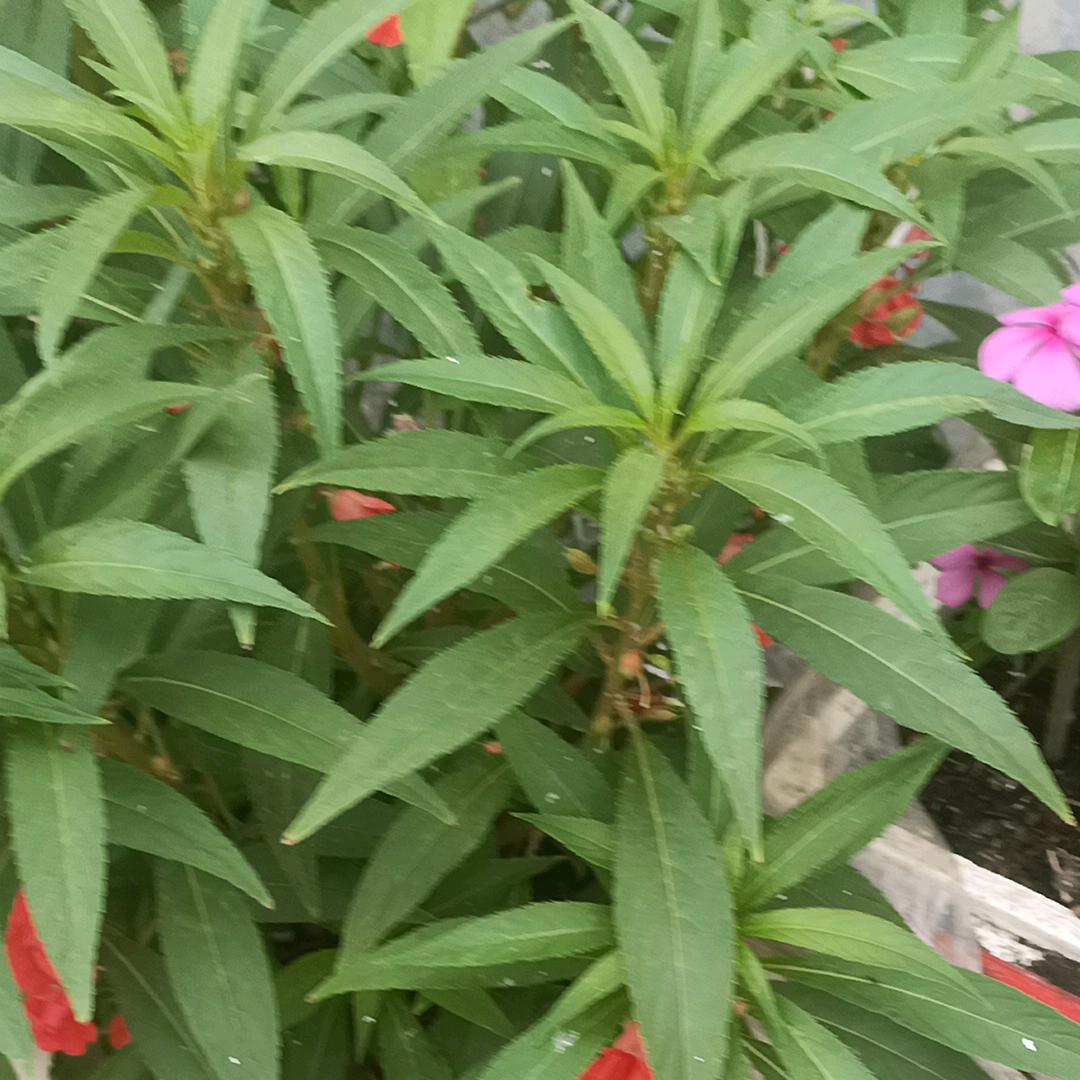 红色玫瑰