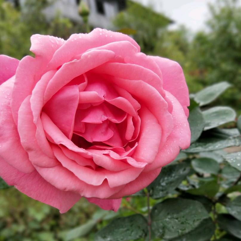 老郑～有赞必回，感谢大家