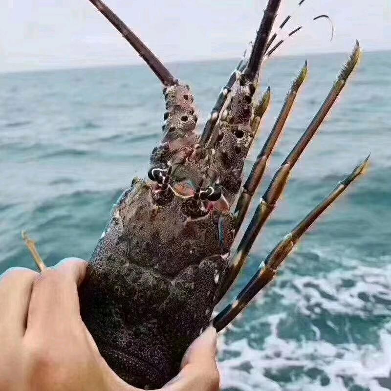 海鲜批发小陳🤝