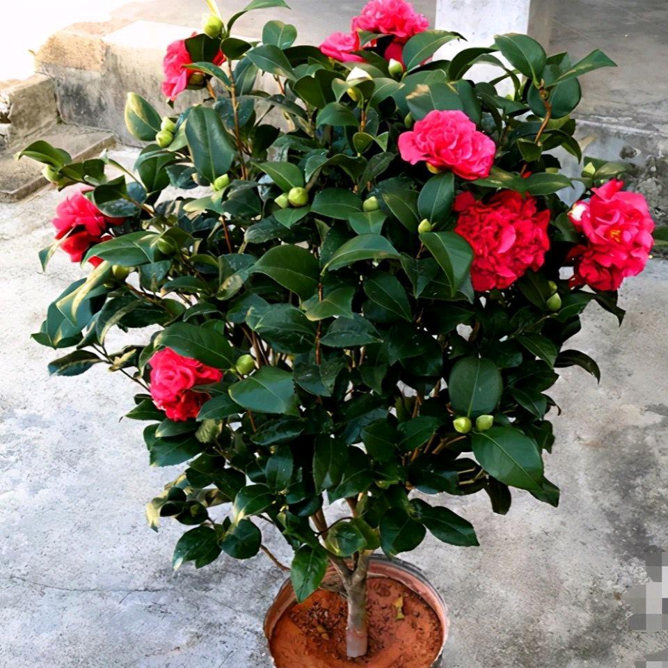 小柏花卉园艺