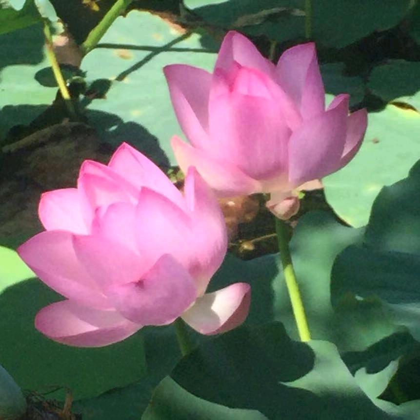 @爱吃咸鱼的大叔