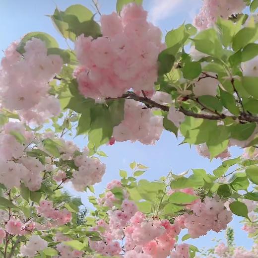 🍎开心快乐🌹