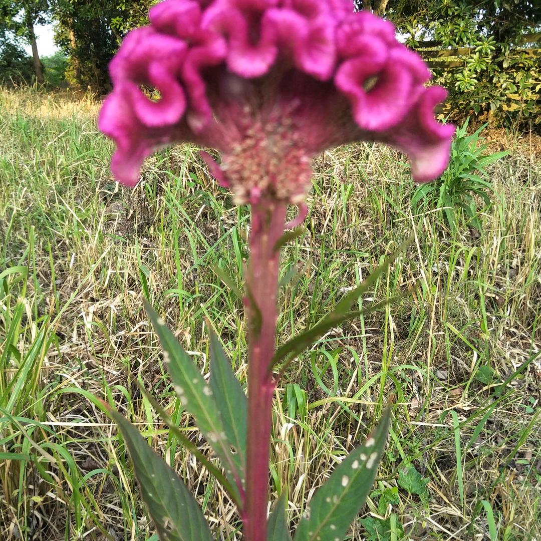 水中花