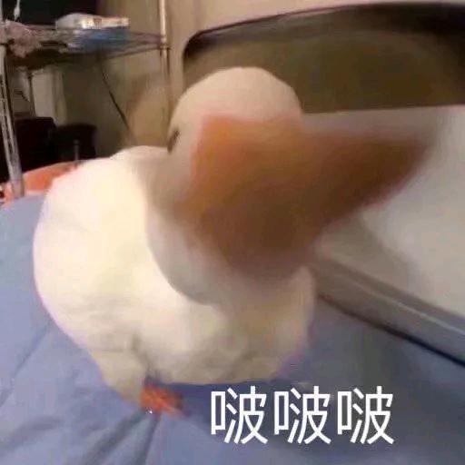 最强大嘴