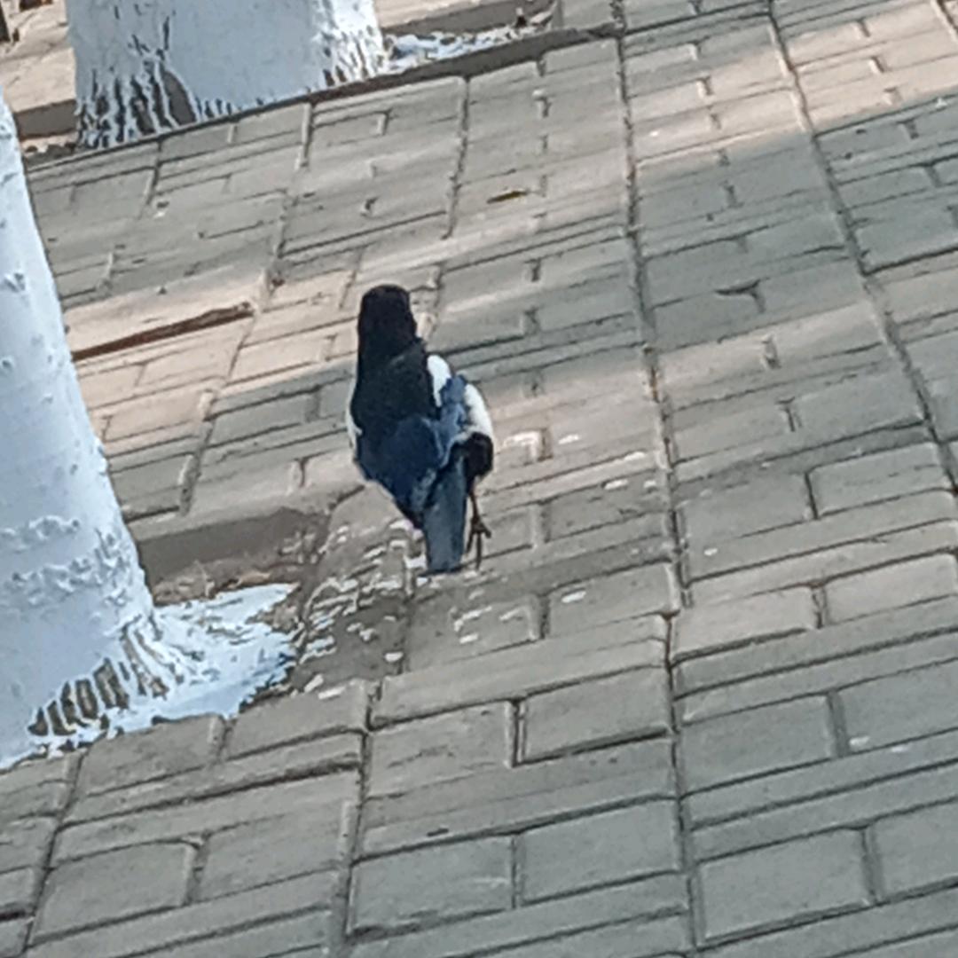 横空出世