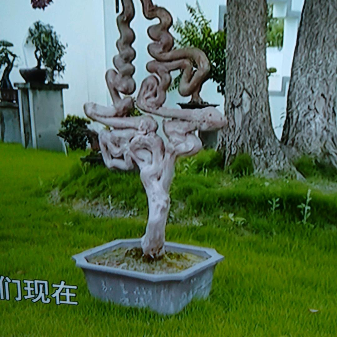 人生如梦梦中花