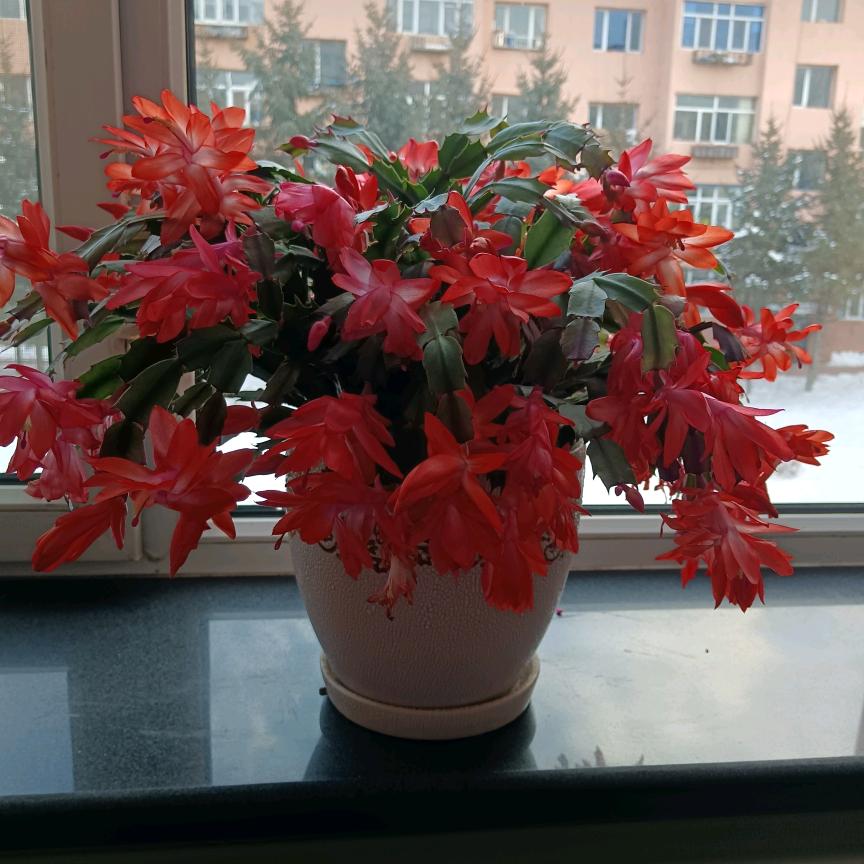 无忧无虑
