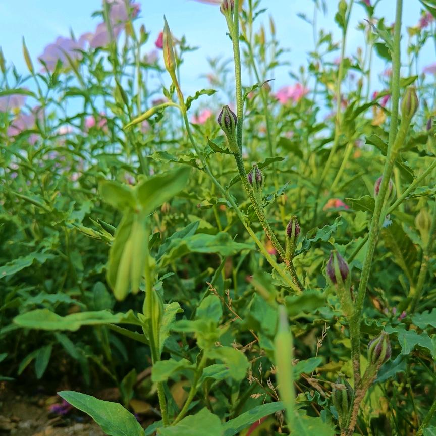 @感恩有你