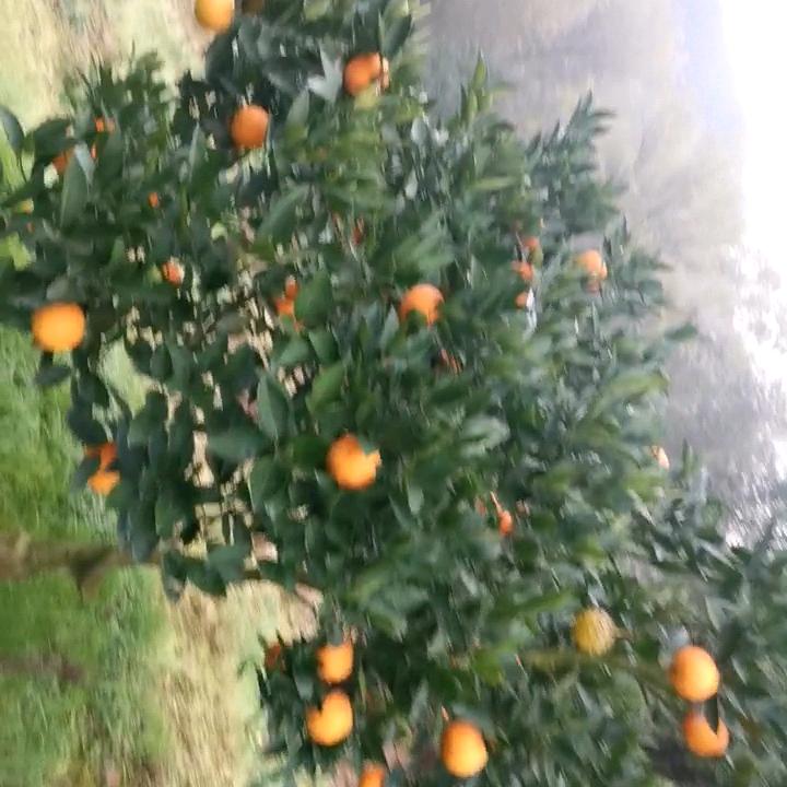 春歌乐