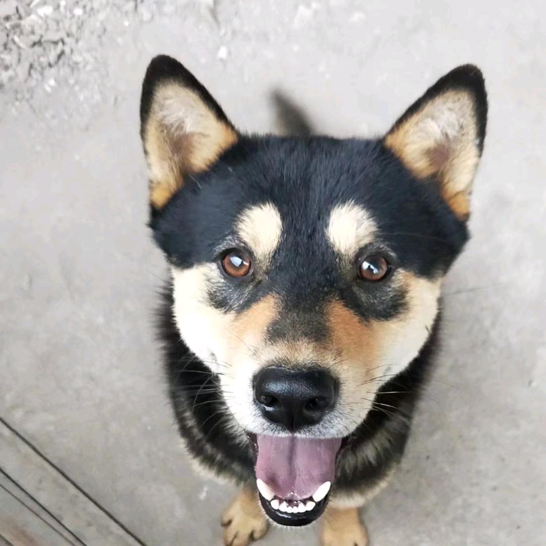 ヾ 一叶ᝰ信纸🏕ᵉᵉ