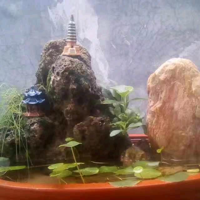 秀苑花卉，强哥✌️