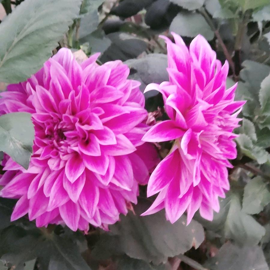 余生都珍惜《拒私聊》🌹🌹