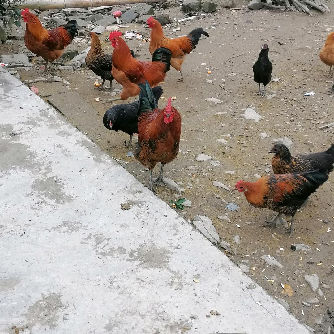 何氏养殖场，月朗村，