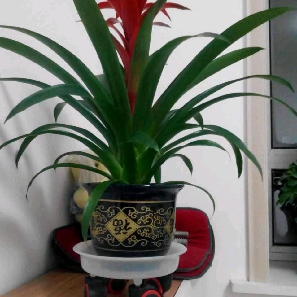 鸿运当头