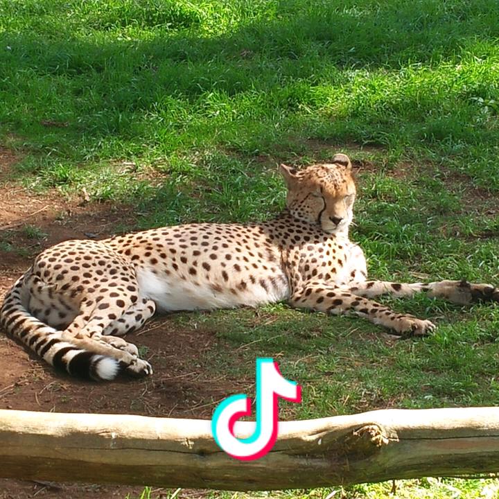 鹏少
