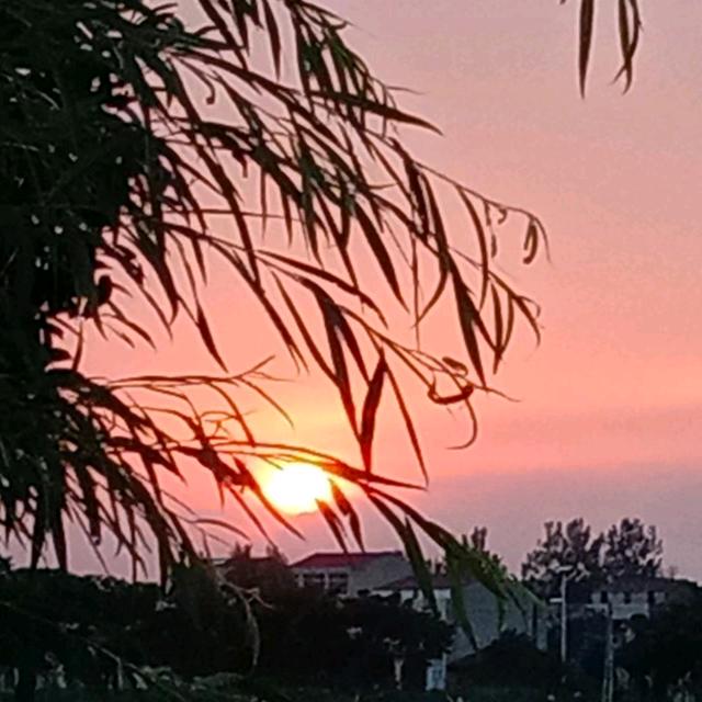 杨-