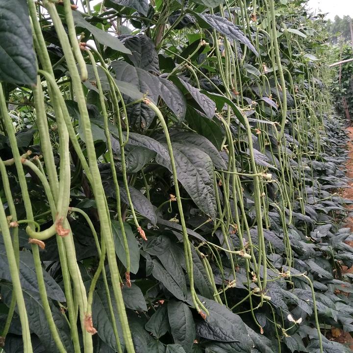 ＜在希望的田野上＞