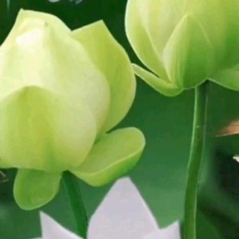 三月菊