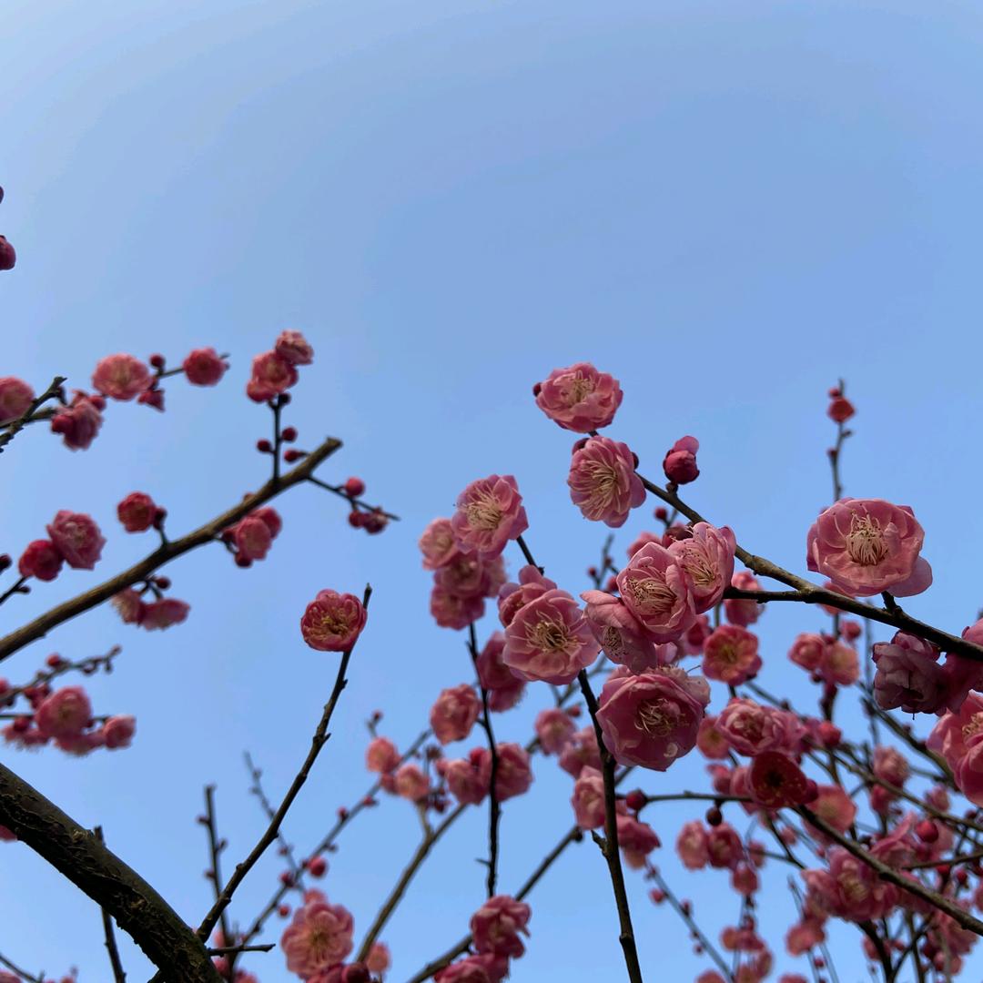 刘冬英