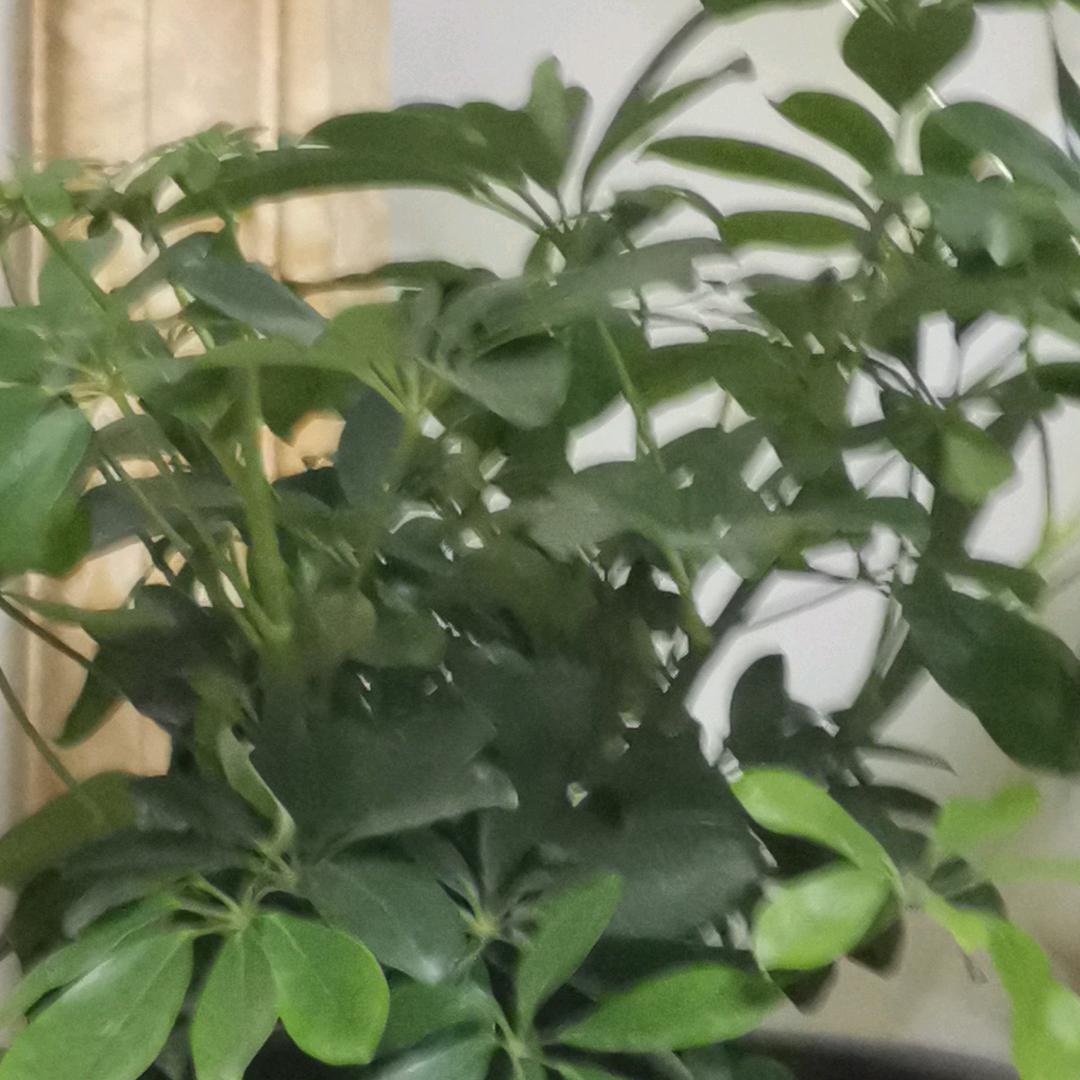 圣