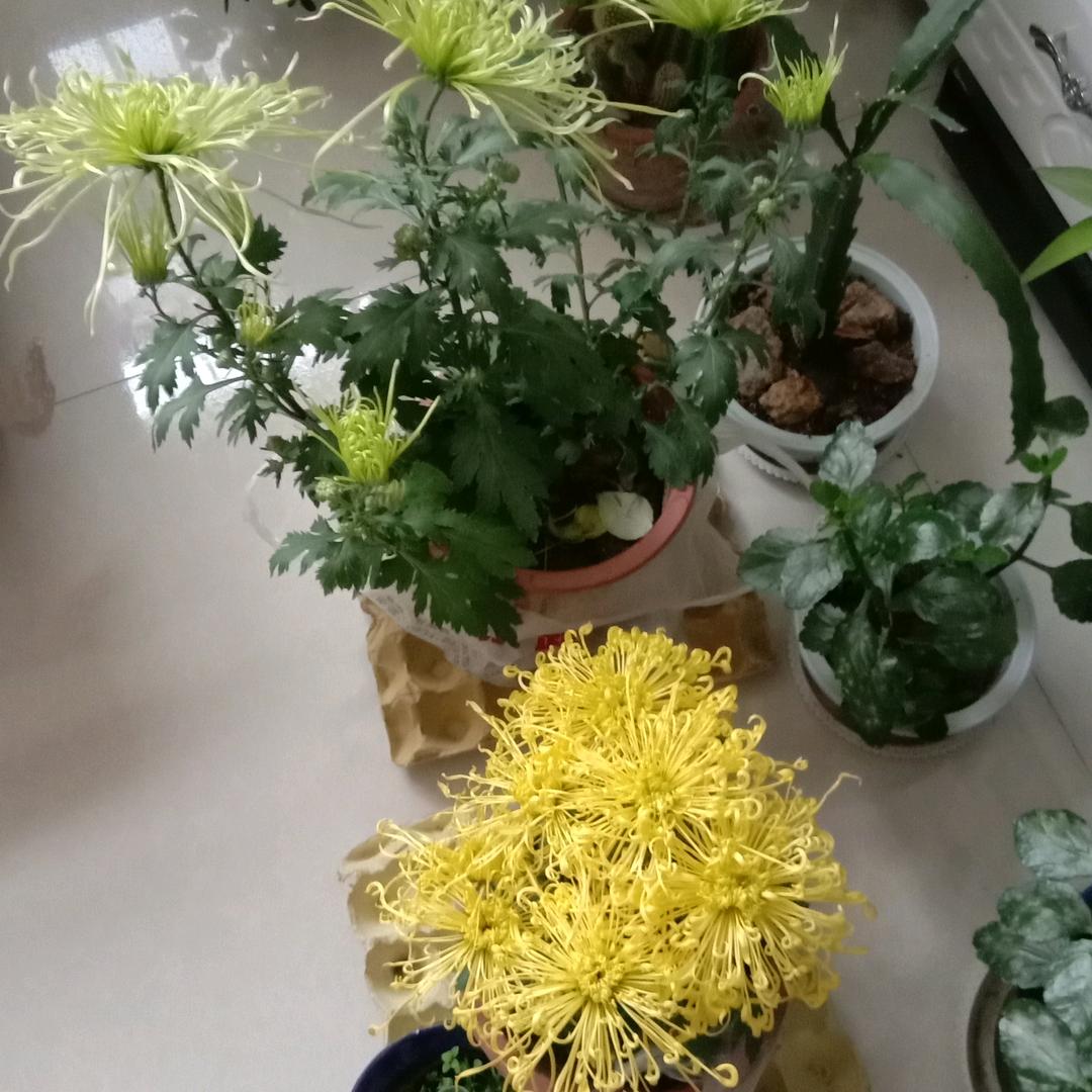橙子哦🍊