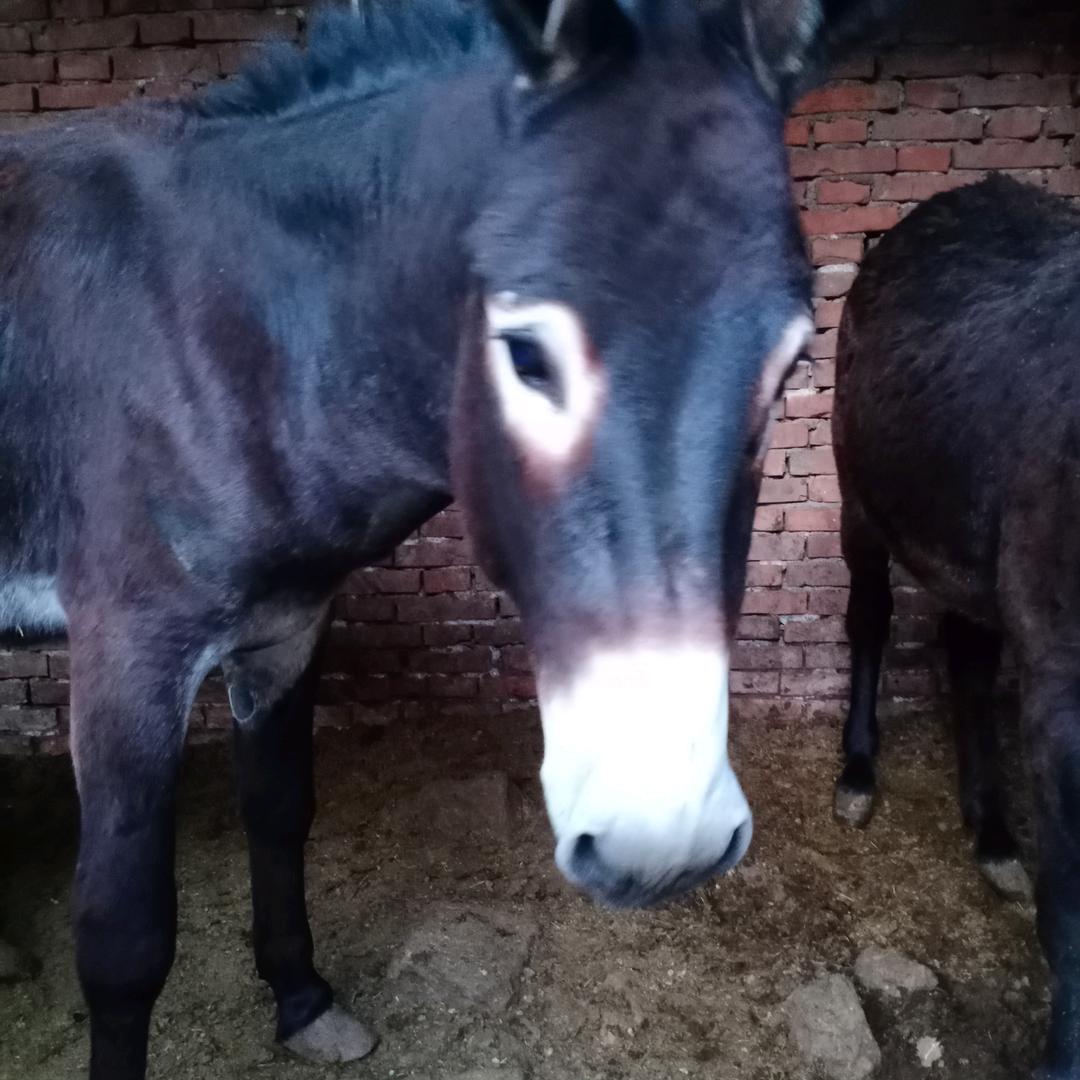 武安市马家庄乡马家庄村温用所熟肉店