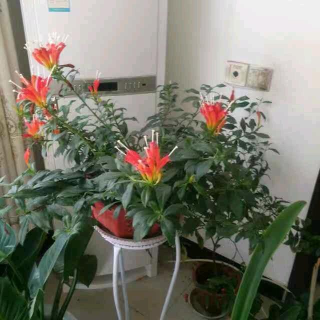用户心如薄荷天然凉