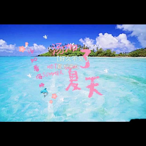汤加看海豚🐬