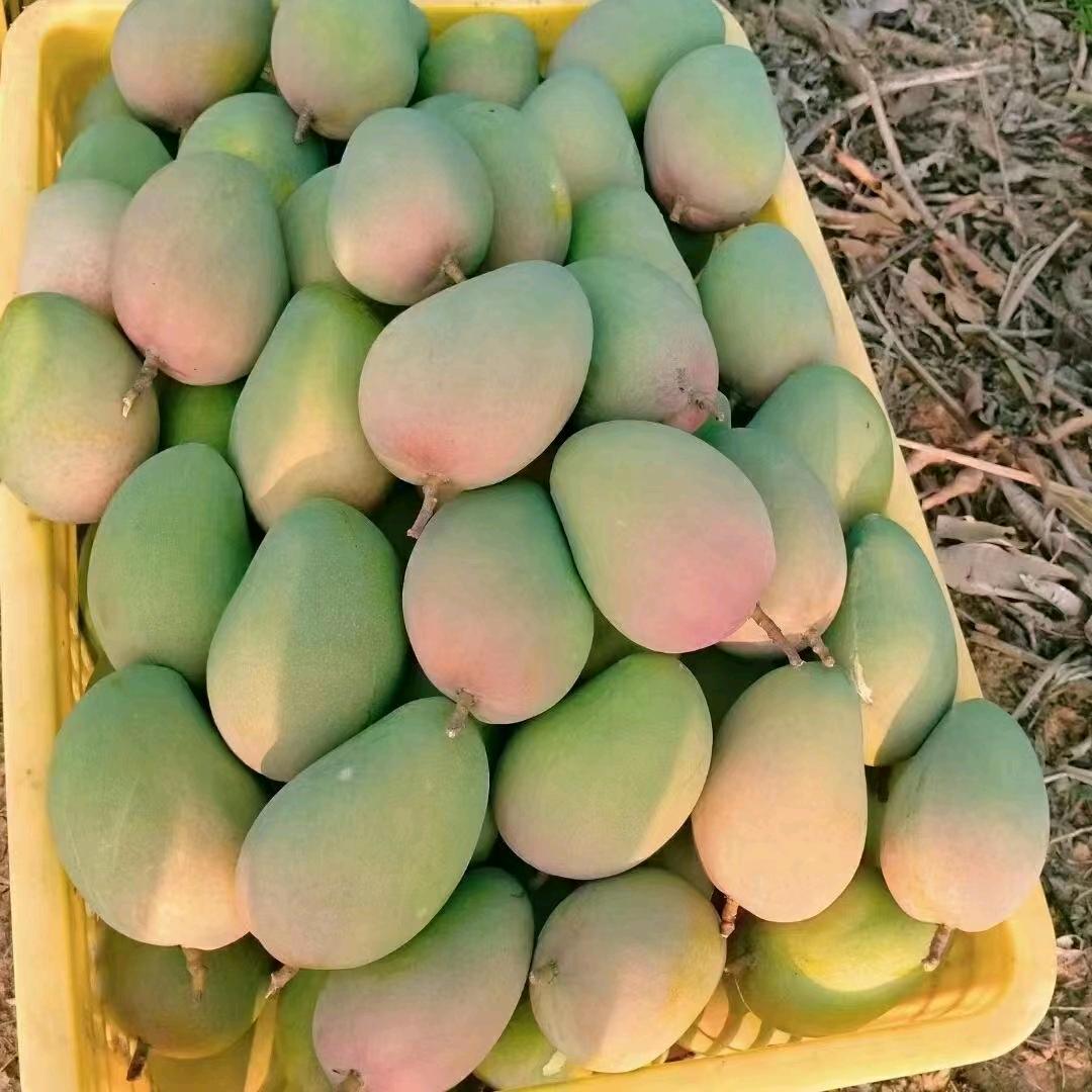 三爷知秋