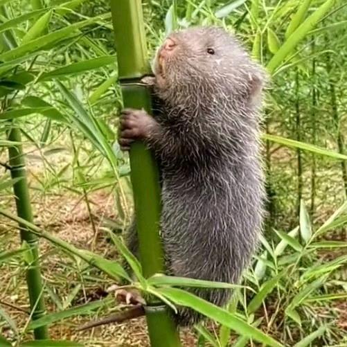 开心果🍓竹鼠🐭
