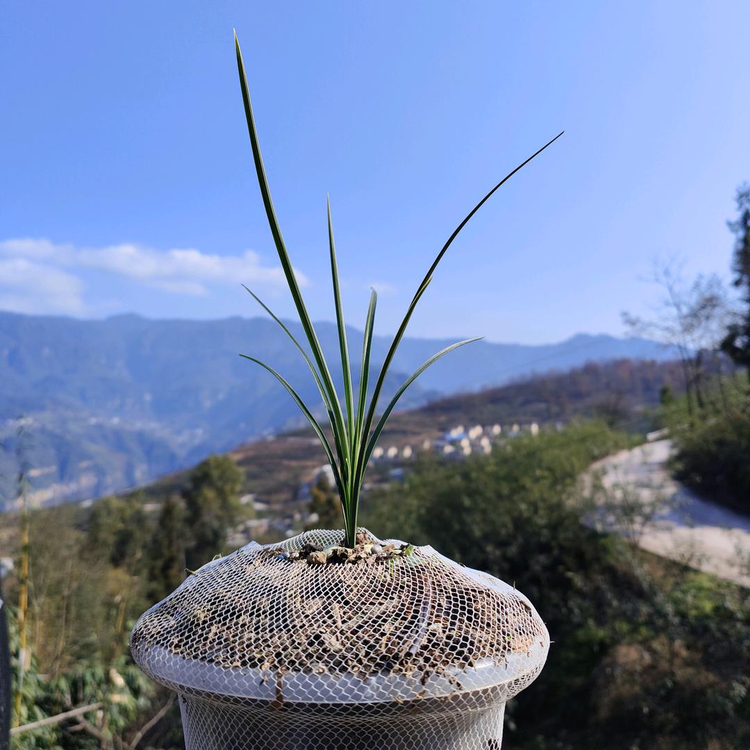 李三