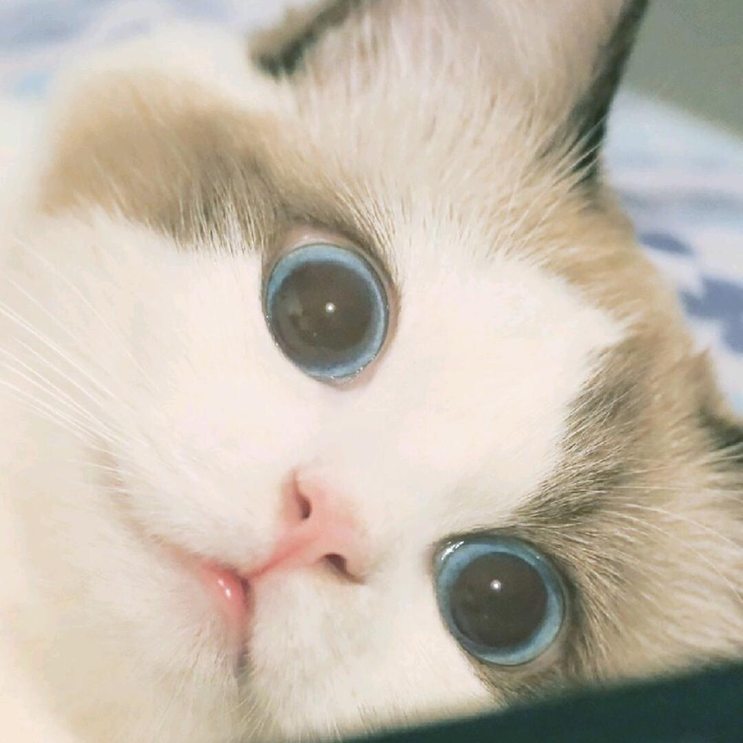 K9不爱王巍龙