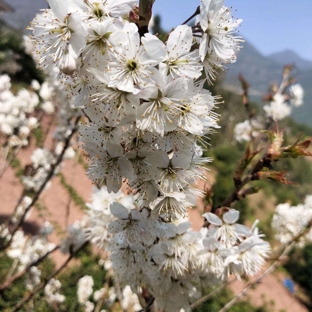 森林