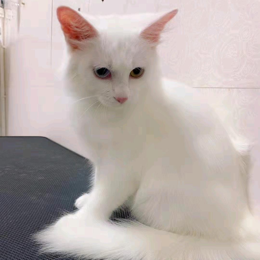 小李灰刀