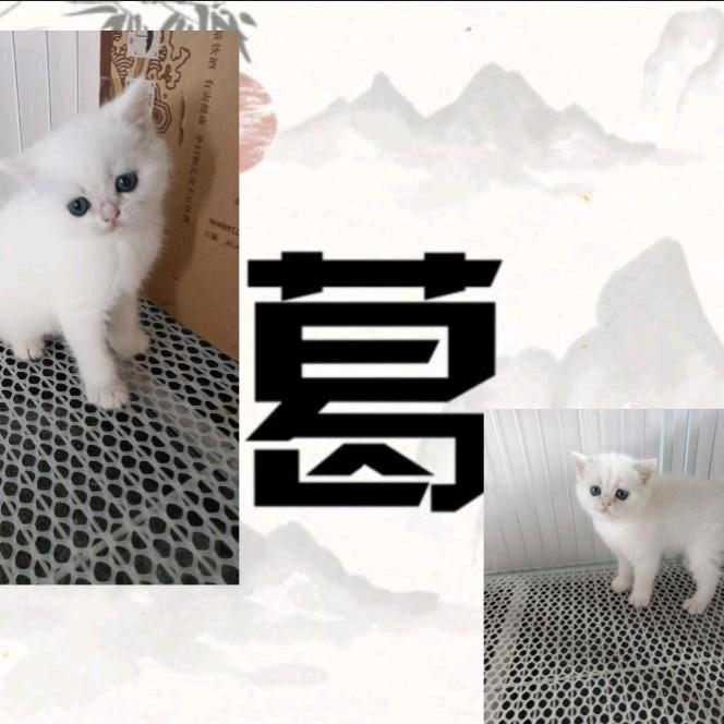 眼缘猫