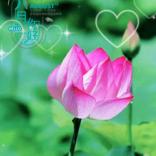 芝前有你就幸福  彭玉米58398