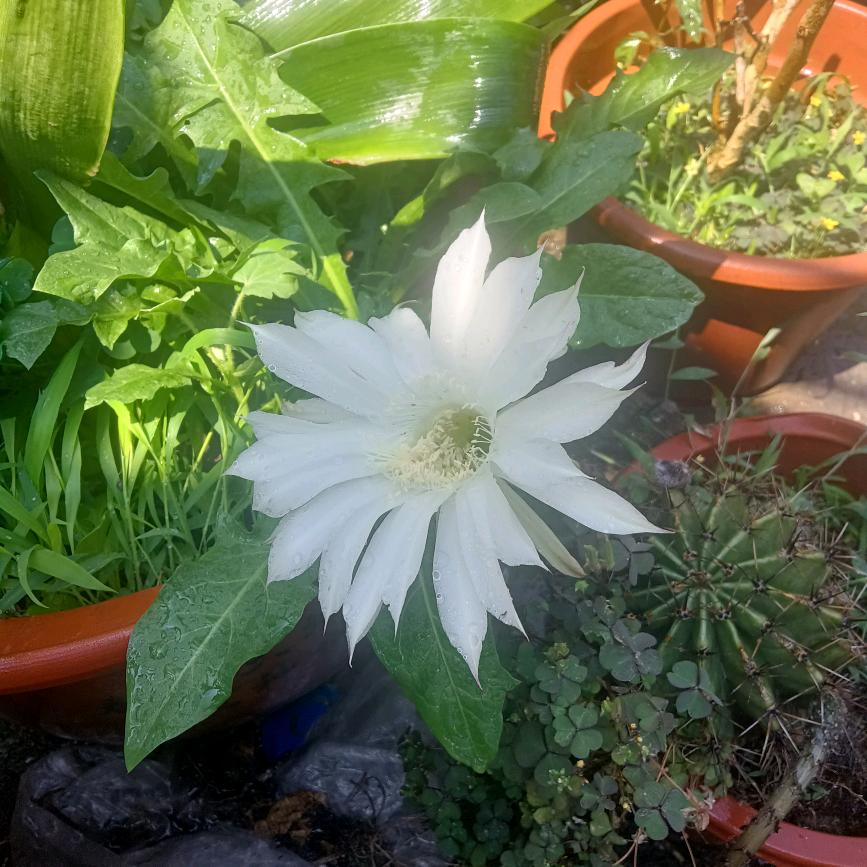 竺叶青