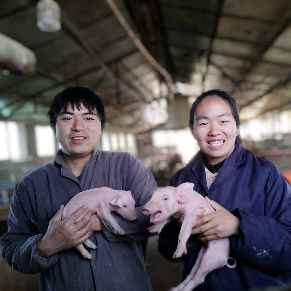 河南养猪一家人
