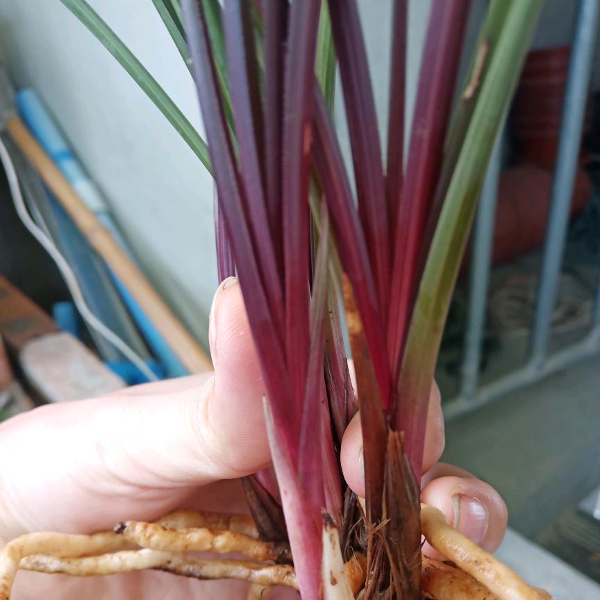 月芽儿红香妃园艺店