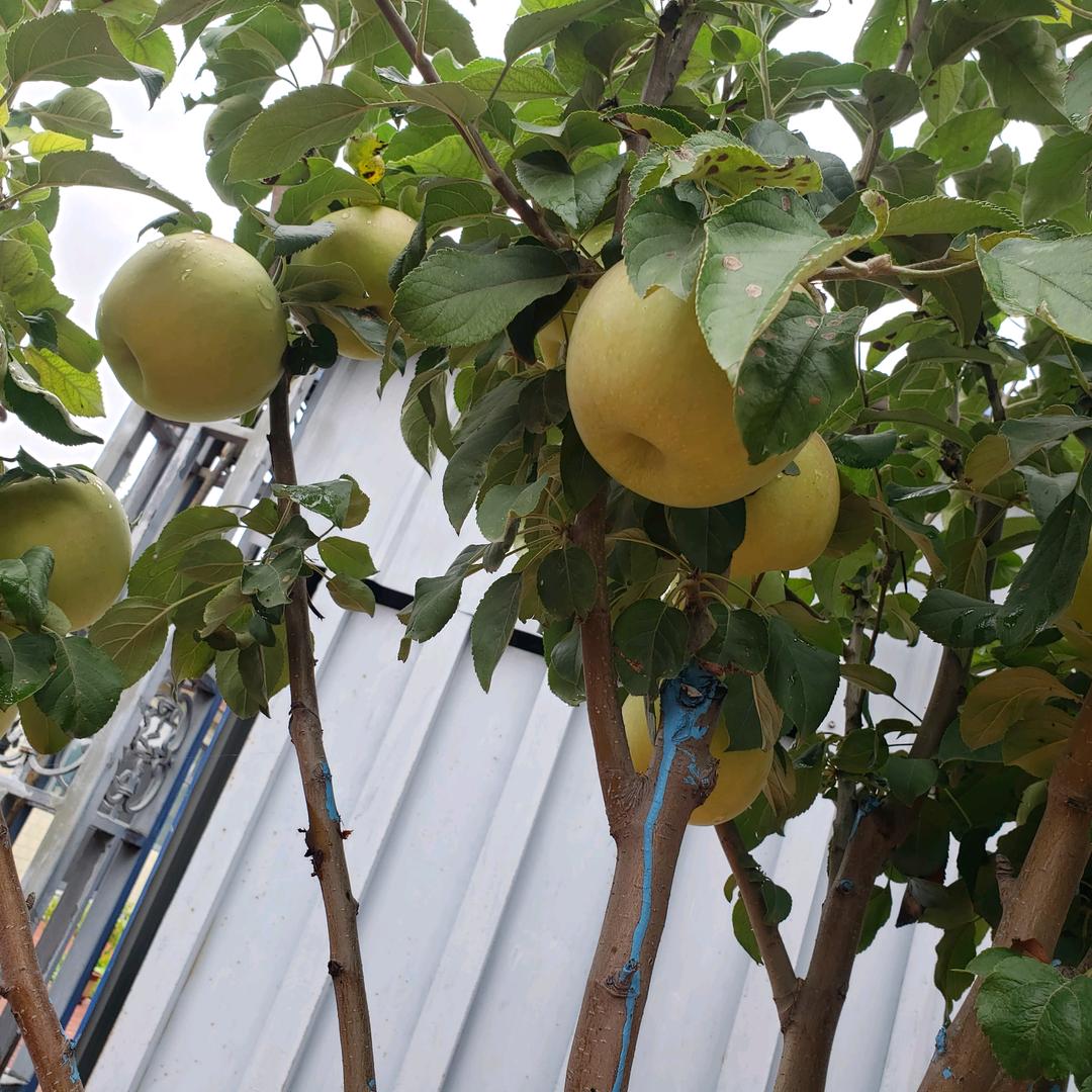 征顺新钢结构有限公司