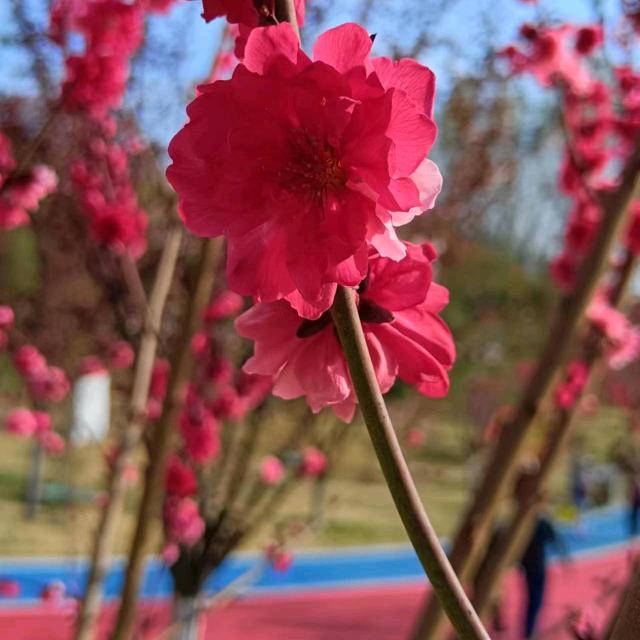 平安