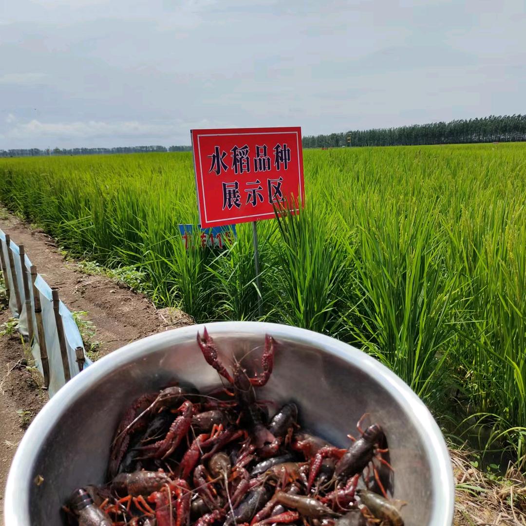 黑土立娟 🌾东北山货直供